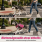 🐕✨Állítható hordozóheveder háziállatok számára